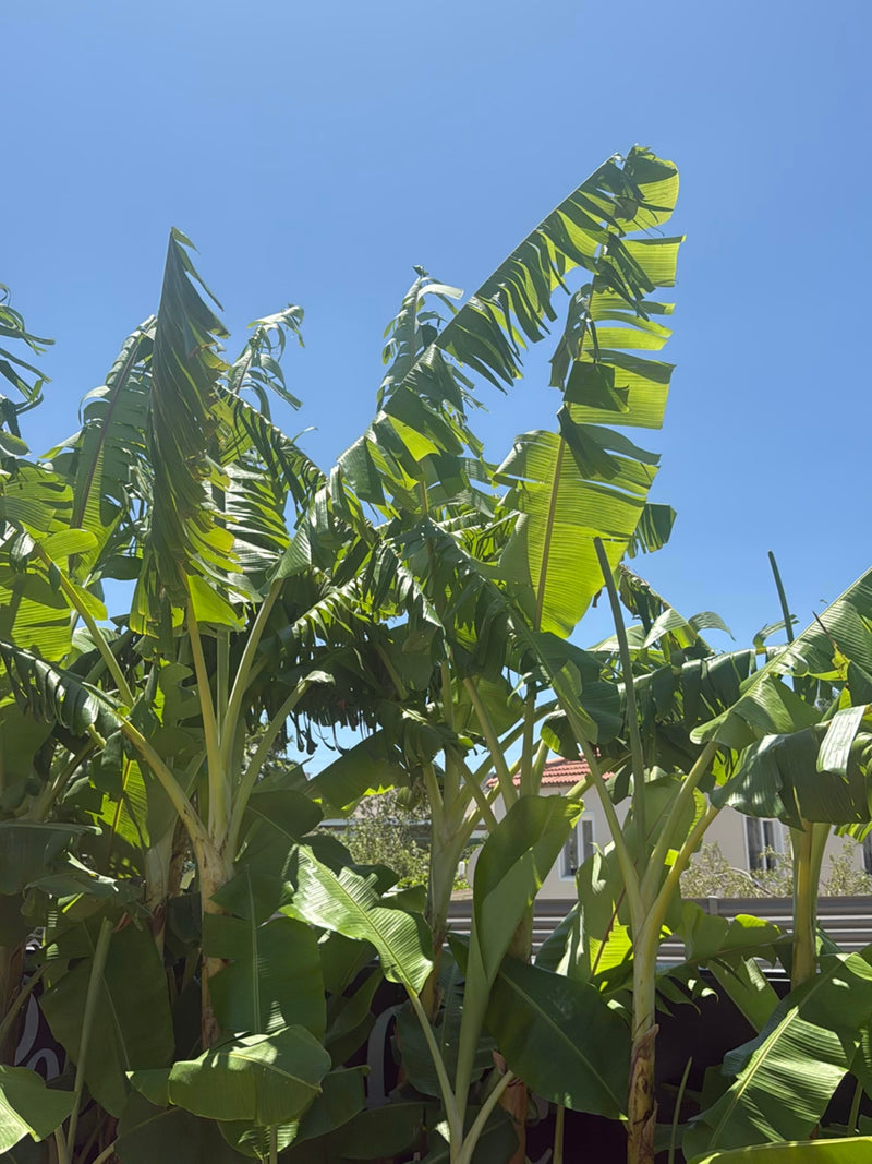 Banane — Bild 3