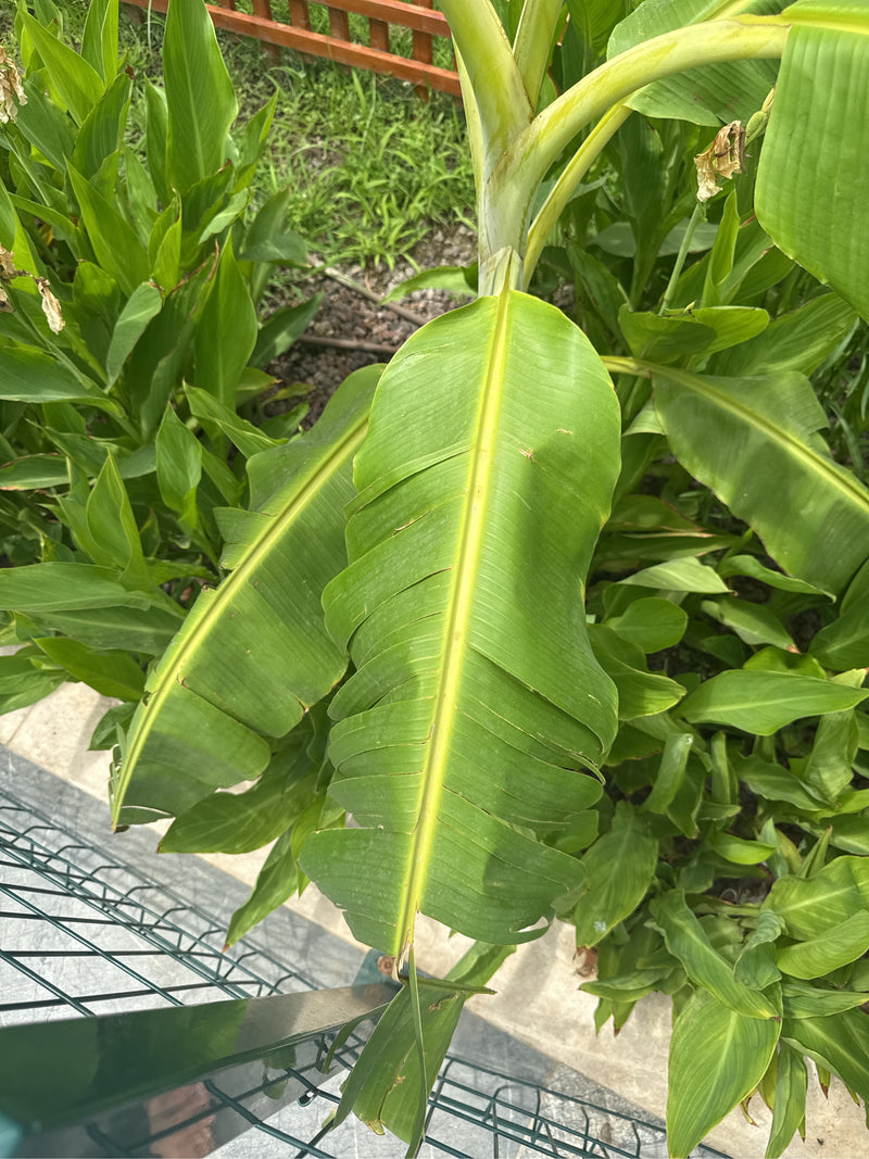 Banane — Bild 4