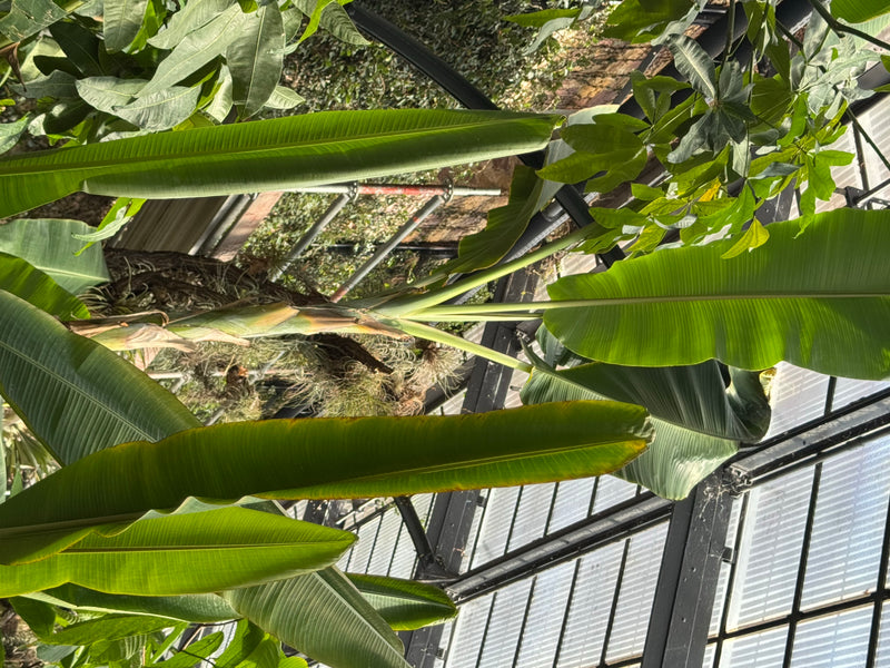 Eine Bananenpflanze mit großen, länglichen grünen Blättern wächst unter der Glaskonstruktion eines Gewächshauses.