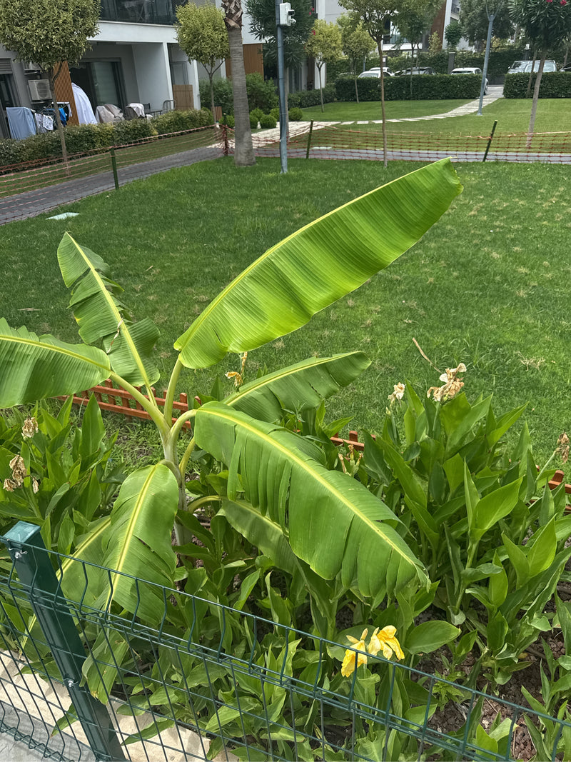 Banane — Bild 2