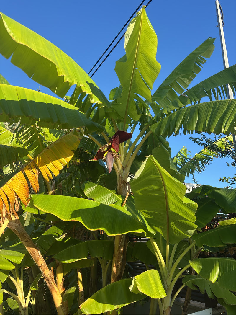 Zu sehen ist eine große Dessertbanane mit ihren typischen, breiten grünen Blättern und einer herabhängenden Blüte. Die Pflanze steht im Freien vor einem klar...