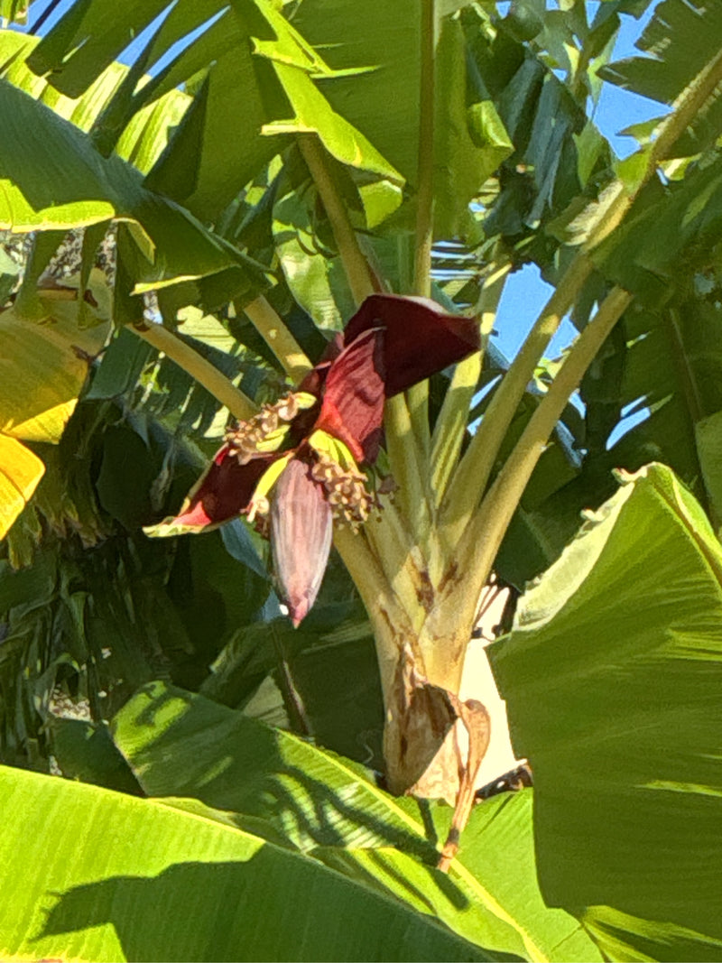 Auf dem Bild ist eine blühende Dessertbanane mit großen grünen Blättern und einer rot-violetten Blüte zu sehen. Die Pflanze steht im Freien vor einem blauen ...