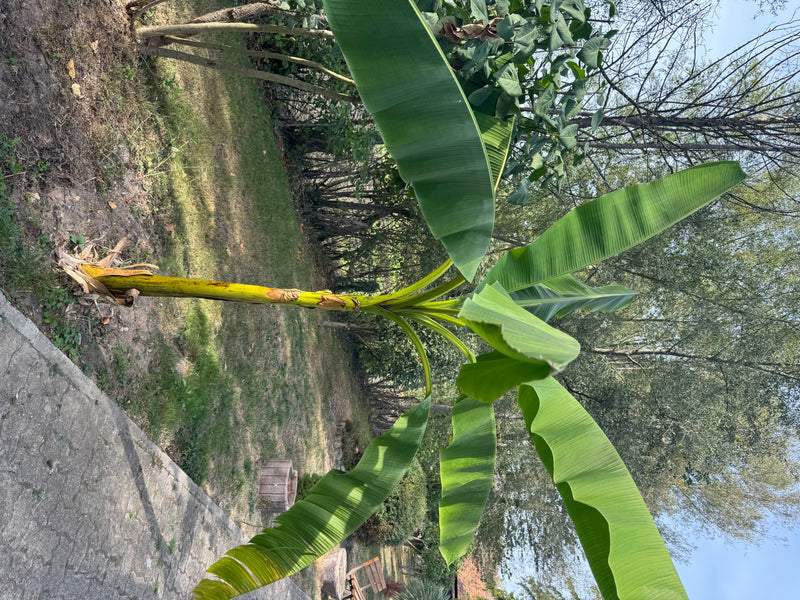 Eine Bananenpflanze wächst mit großen, grünen Blättern an einem Gartenweg.