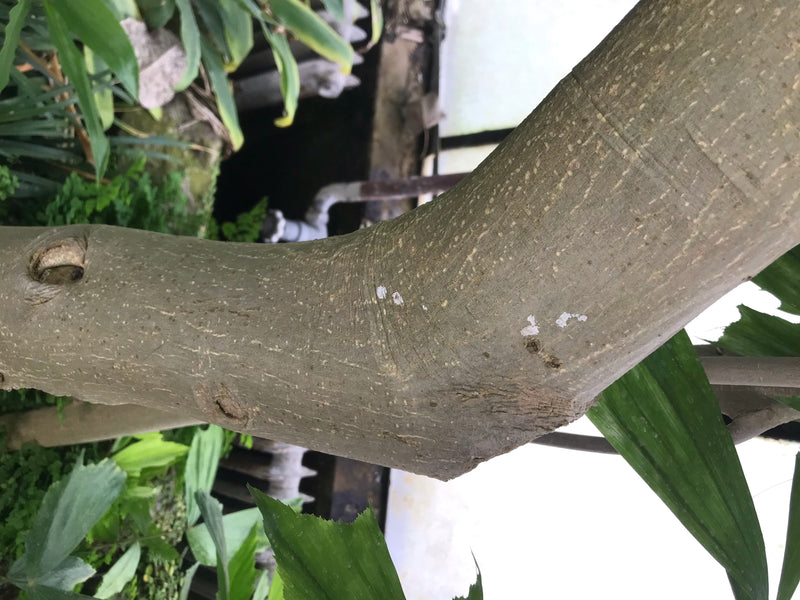 Banyanfeige — Bild 4 von 4