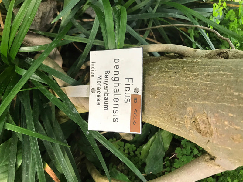 Banyanfeige — Bild 3 von 4