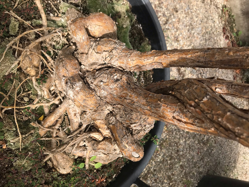 Barbados-Stachelkaktus — Bild 2 von 4