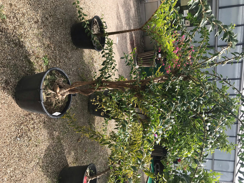 Barbados-Stachelkaktus — Bild 1 von 4