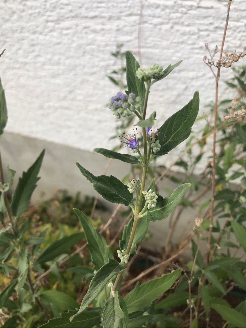 Bartblume — Bild 3 von 3