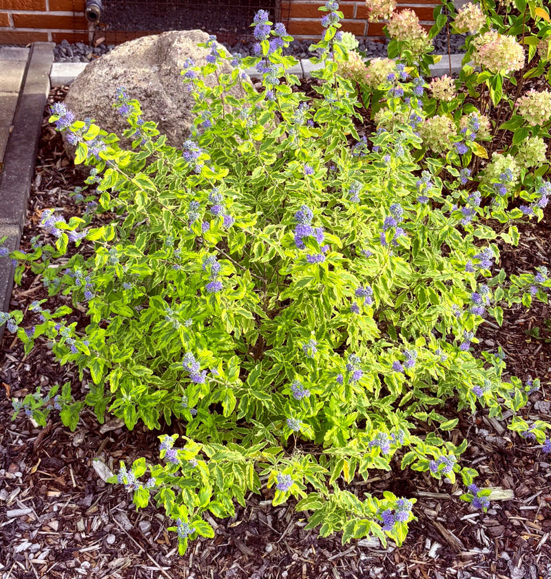 Bartblume — Bild 1 von 3