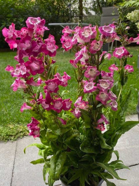 Bartfaden — Bild 1