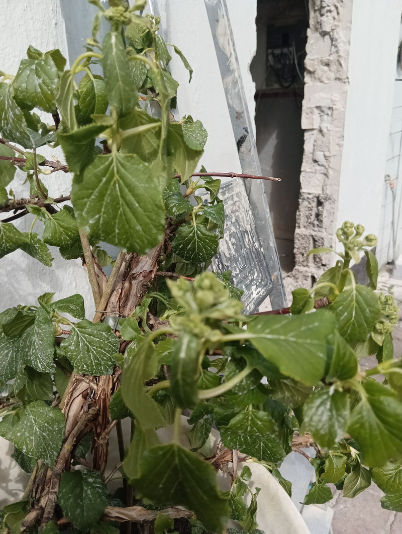 Hortensien — Bild 4