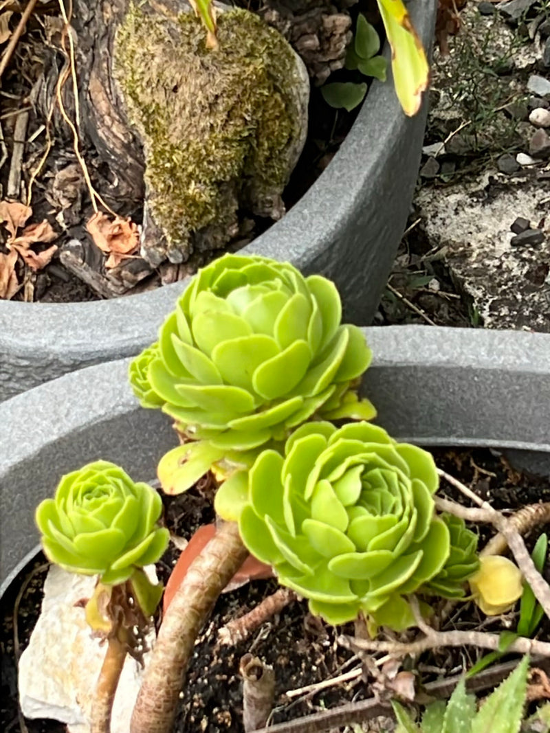 Baum-Aeonium — Bild 1 von 8