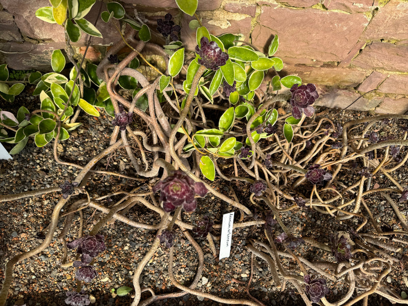 Eine dunkelviolette Zuchtform des Baum-Aeoniums breitet ihre verzweigten Triebe über kiesigem Boden an einer Steinwand aus.