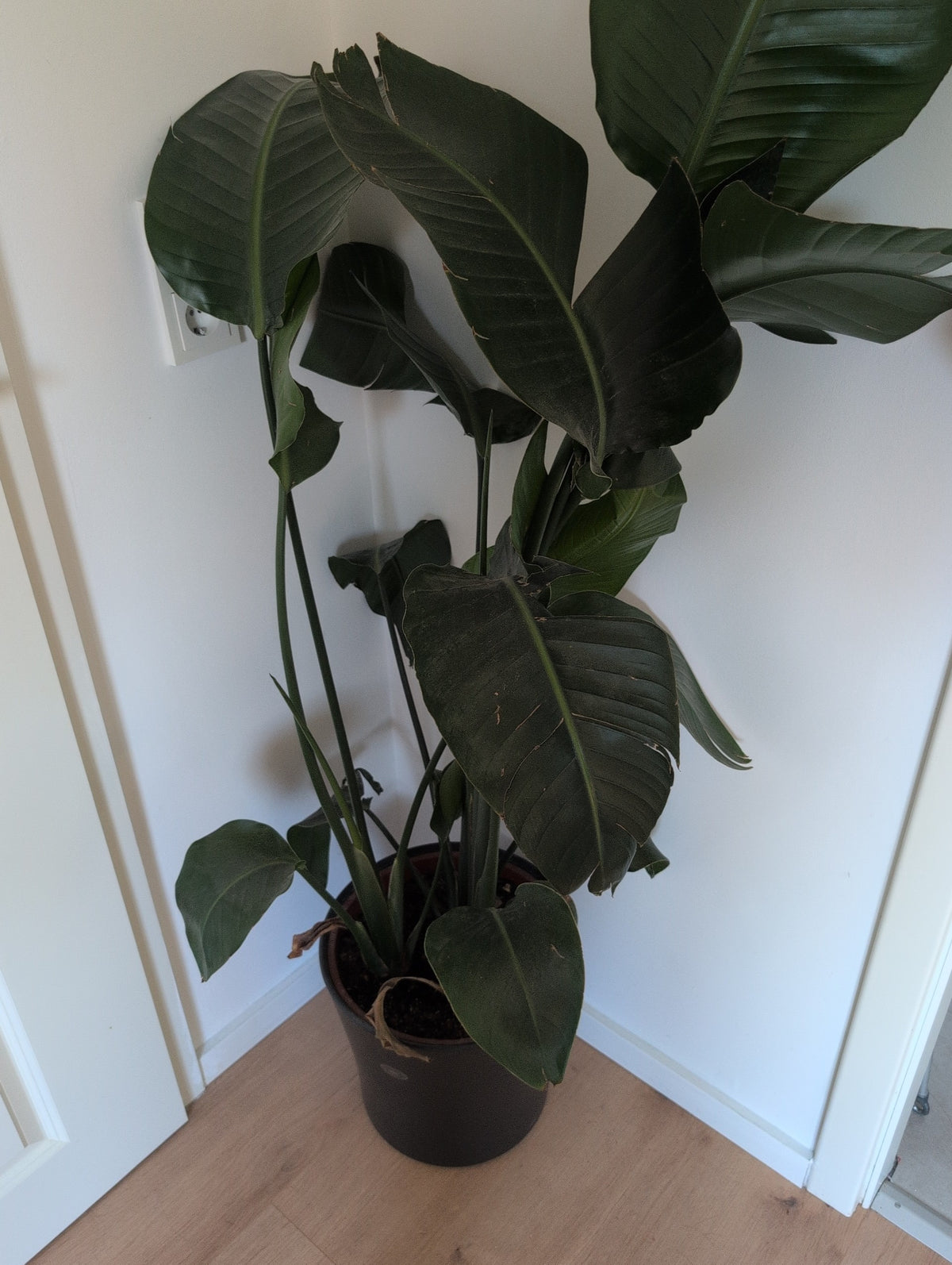 strahlenaralie zimmerpflanze Schefflera große Zimmerpflanze 150cm online kaufen main image 0