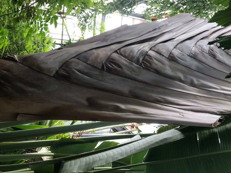 Baum der Reisenden — Bild 5 von 5