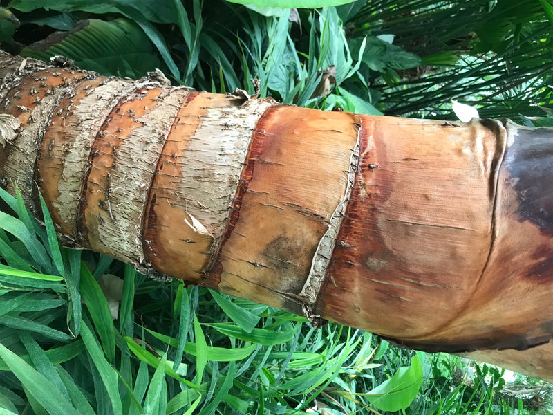 Baum der Reisenden — Bild 3 von 5