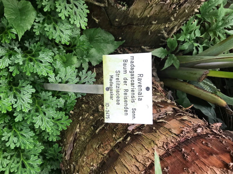 Baum der Reisenden — Bild 2 von 5