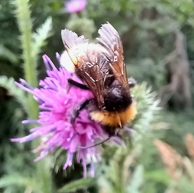 Baumhummel — Bild 2