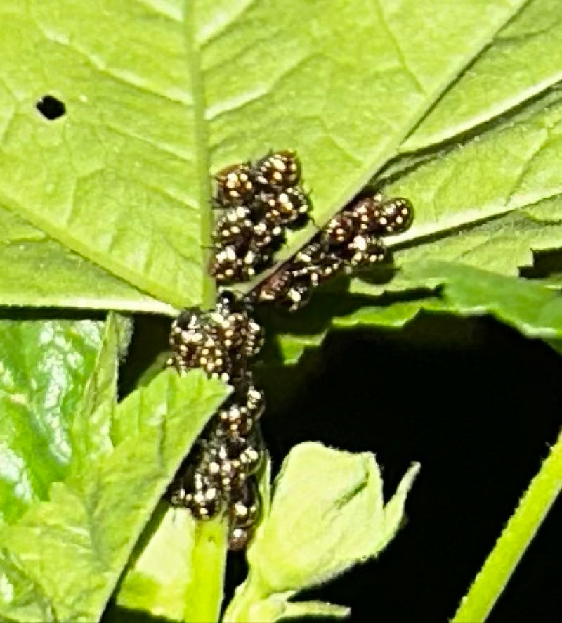 Stinkwanzen — Bild 2