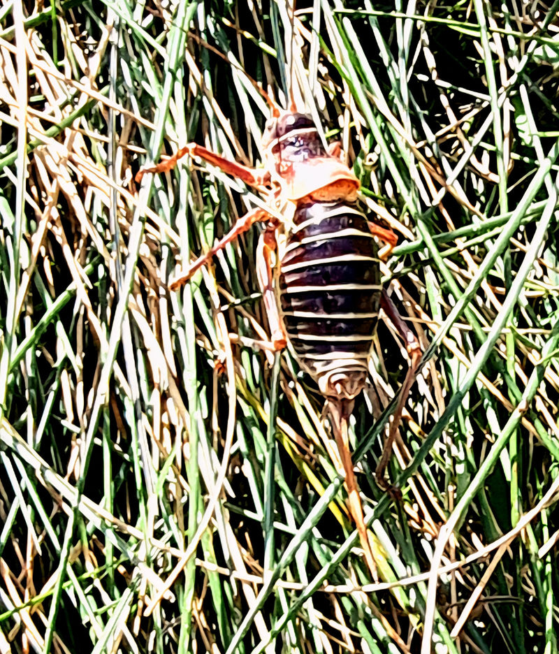 Baumweta (Gattung Hemideina) — Bild 1 von 1