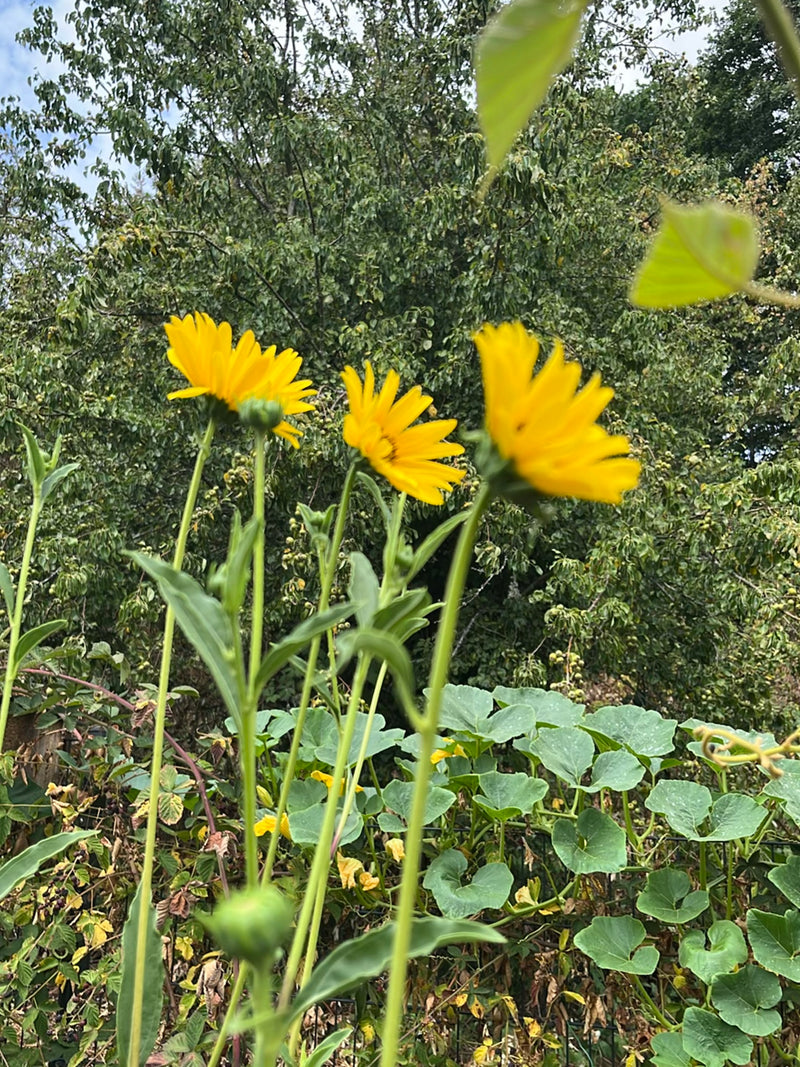 Durchwachsene Silphie — Bild 1