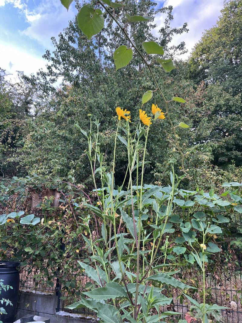 Durchwachsene Silphie — Bild 2
