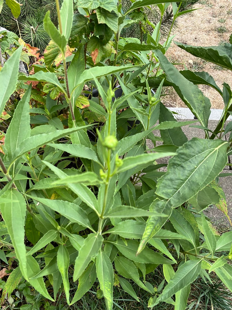 Durchwachsene Silphie — Bild 3
