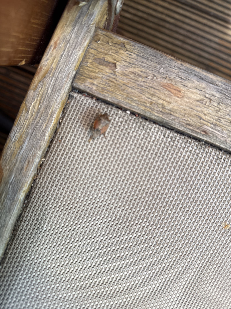 Beerenwanze — Bild 1