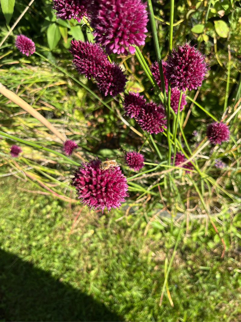 Beerenwanze — Bild 4