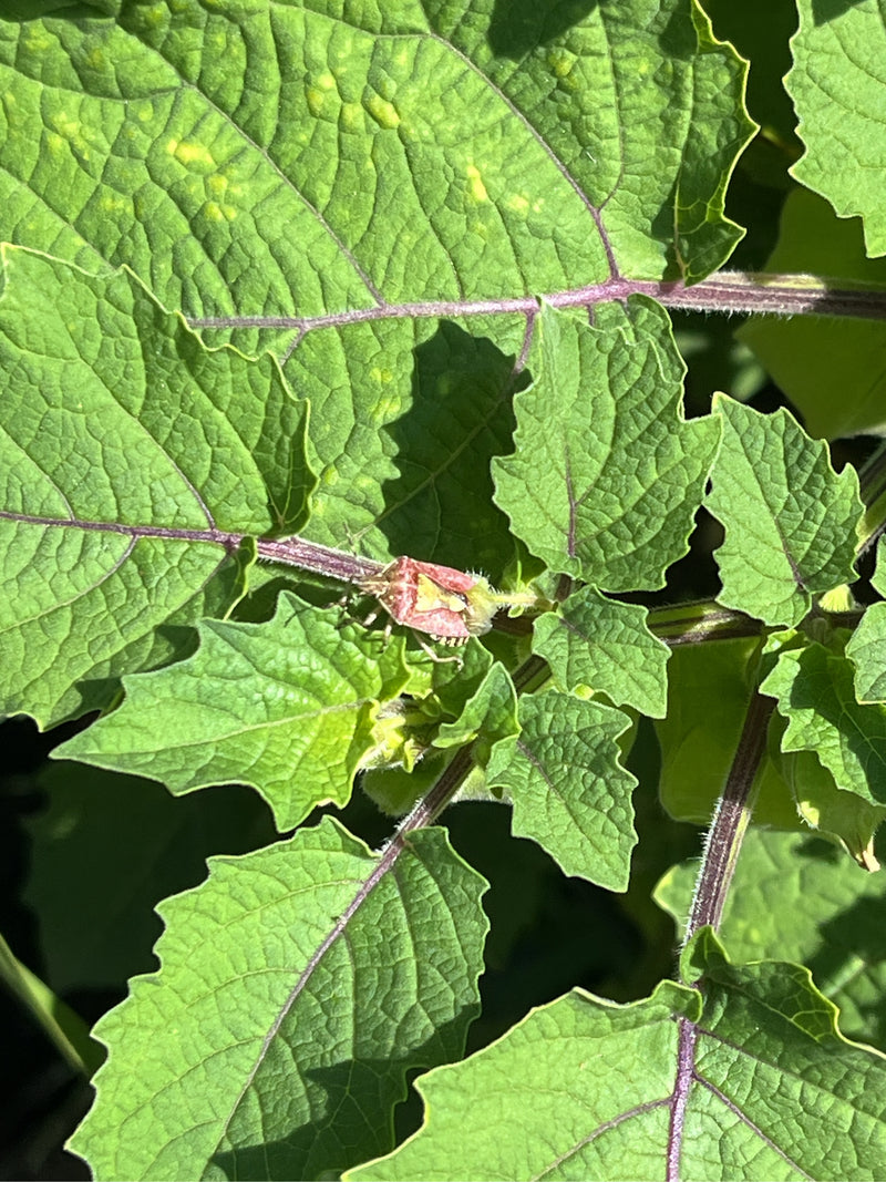 Beerenwanze — Bild 3