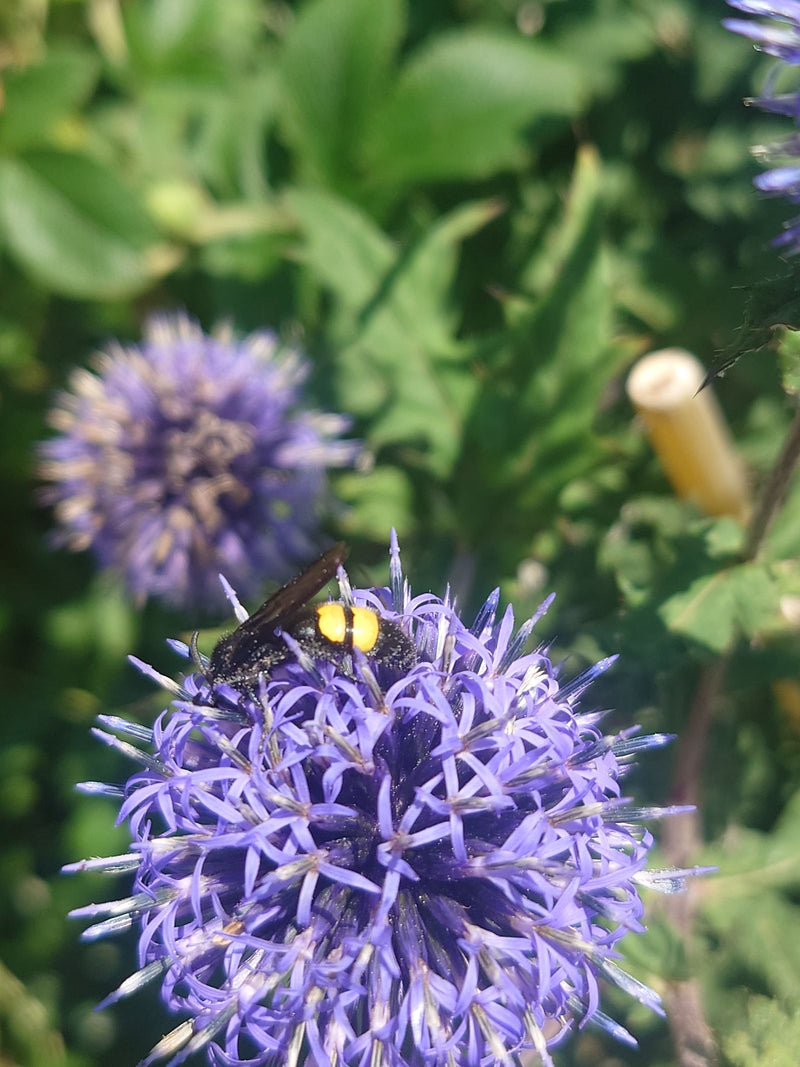 Behaarte Dolchwespe — Bild 2