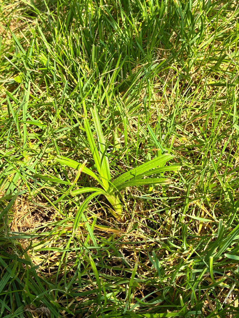 Behaarte Segge — Bild 1
