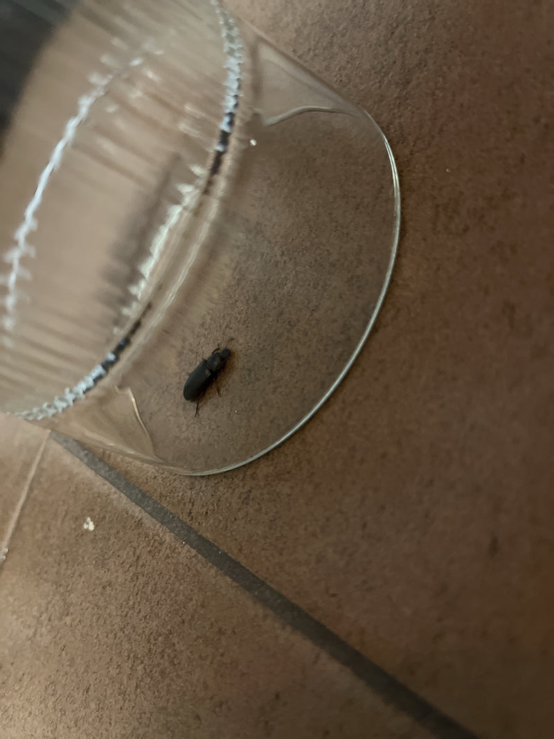Behaarter Schnellläufer — Bild 5