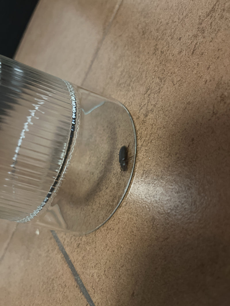 Behaarter Schnellläufer — Bild 2