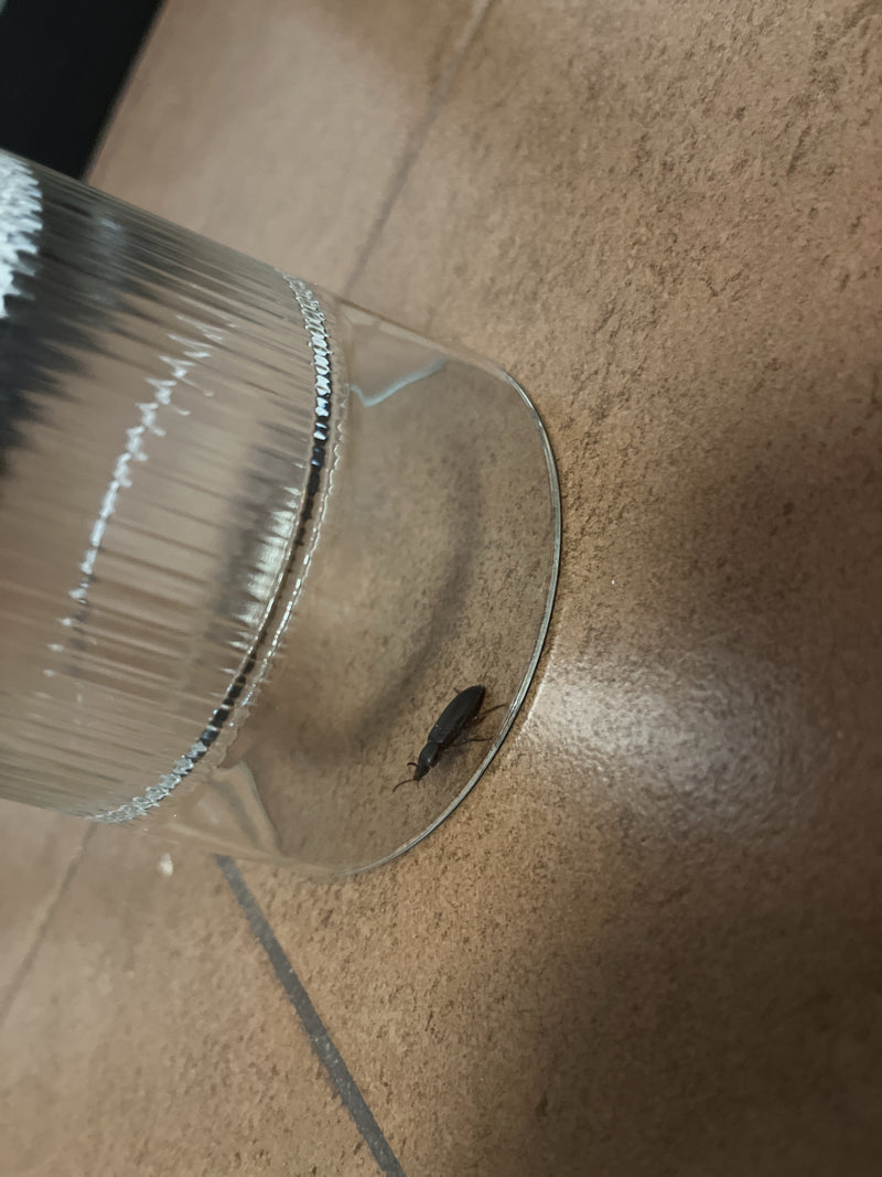 Behaarter Schnellläufer — Bild 3