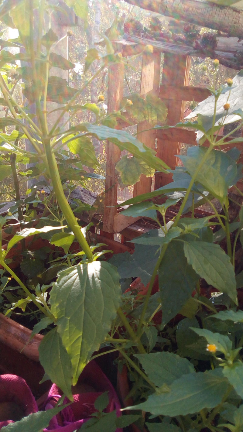 Behaartes Knopfkraut — Bild 4