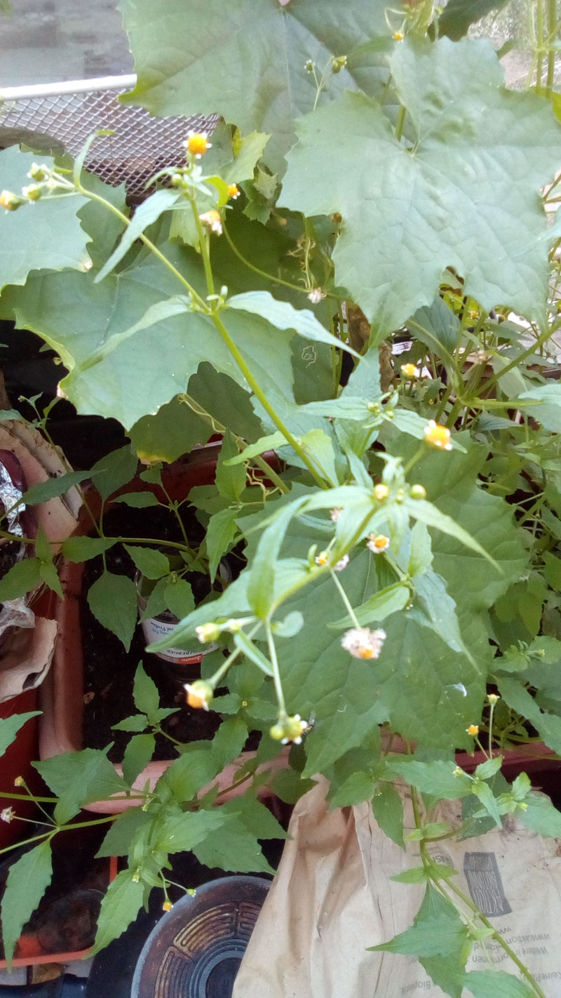Behaartes Knopfkraut — Bild 3
