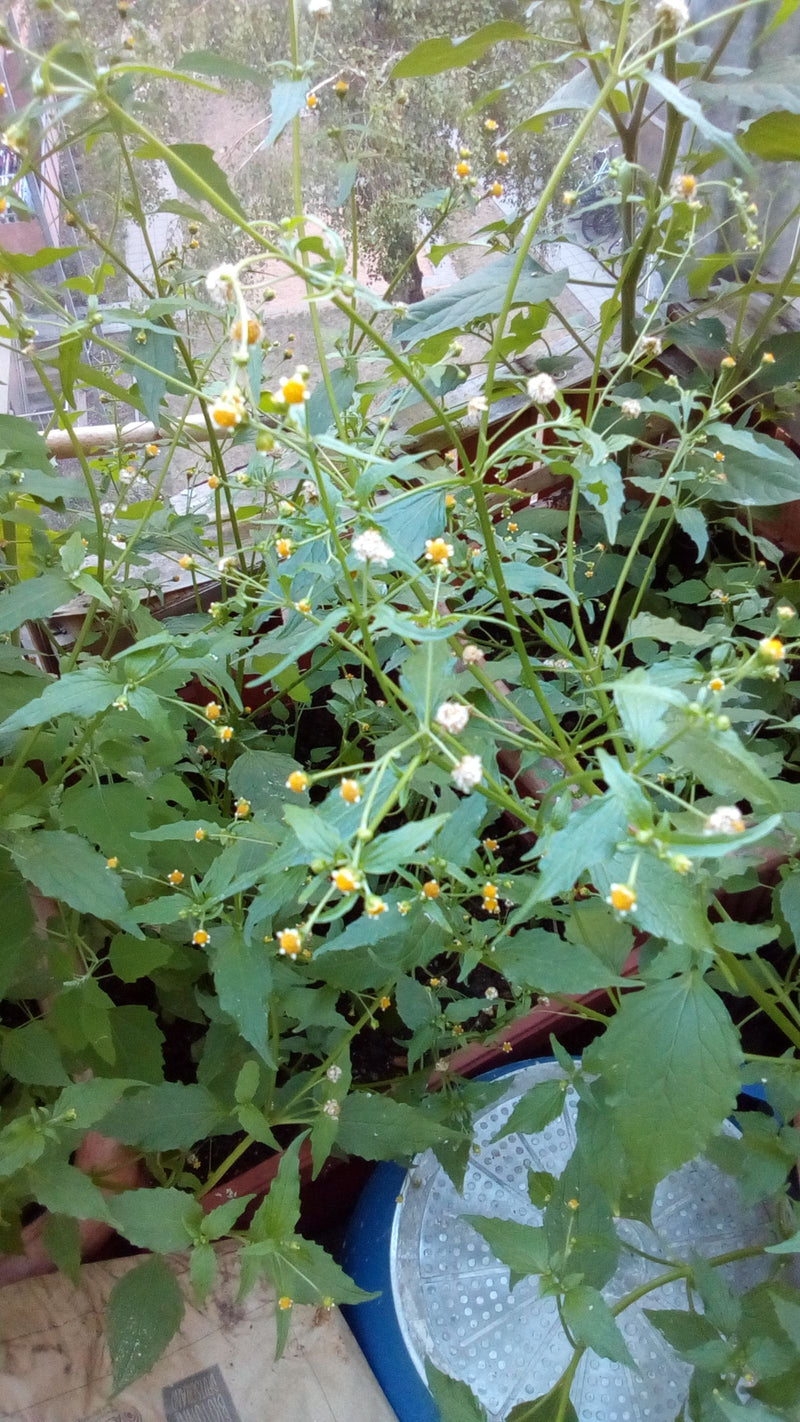 Behaartes Knopfkraut — Bild 1