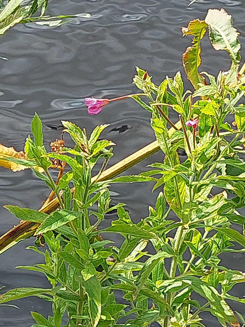 Behaartes Weidenröschen — Bild 1