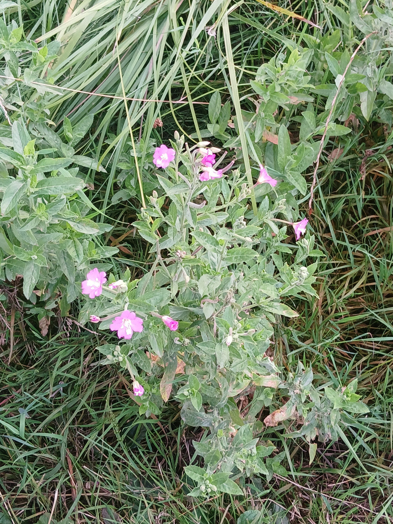 Behaartes Weidenröschen — Bild 2