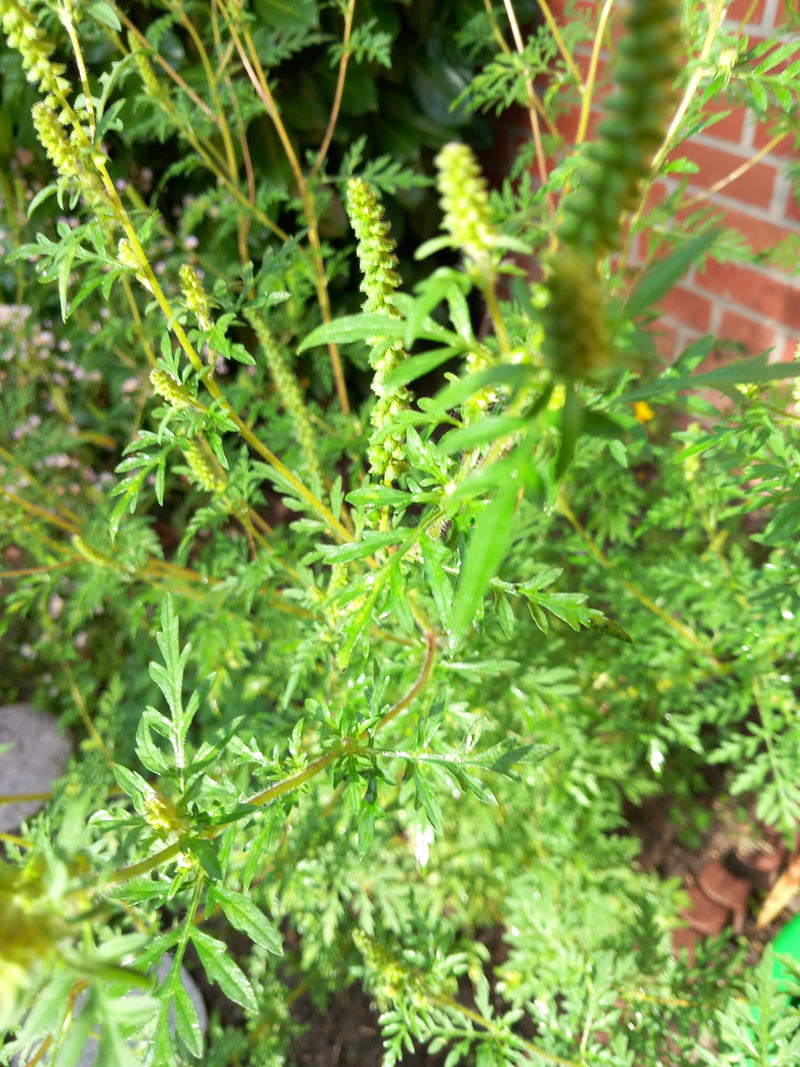 Zu sehen ist eine Beifuß-Pflanze mit ihren typisch fein gefiederten Blättern und aufrechten Blütenständen. Die Aufnahme zeigt die Pflanze im Garten vor einer...