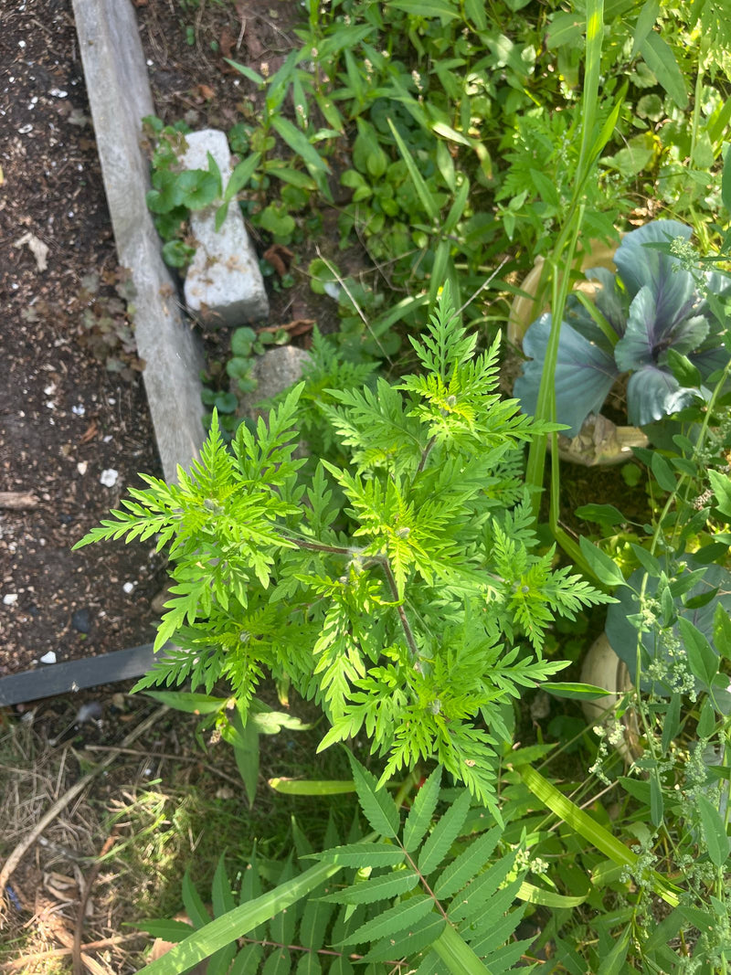 Zu sehen ist eine grüne Beifuß-Pflanze mit fein gefiederten Blättern, aufgenommen von oben in einem Gartenbeet.