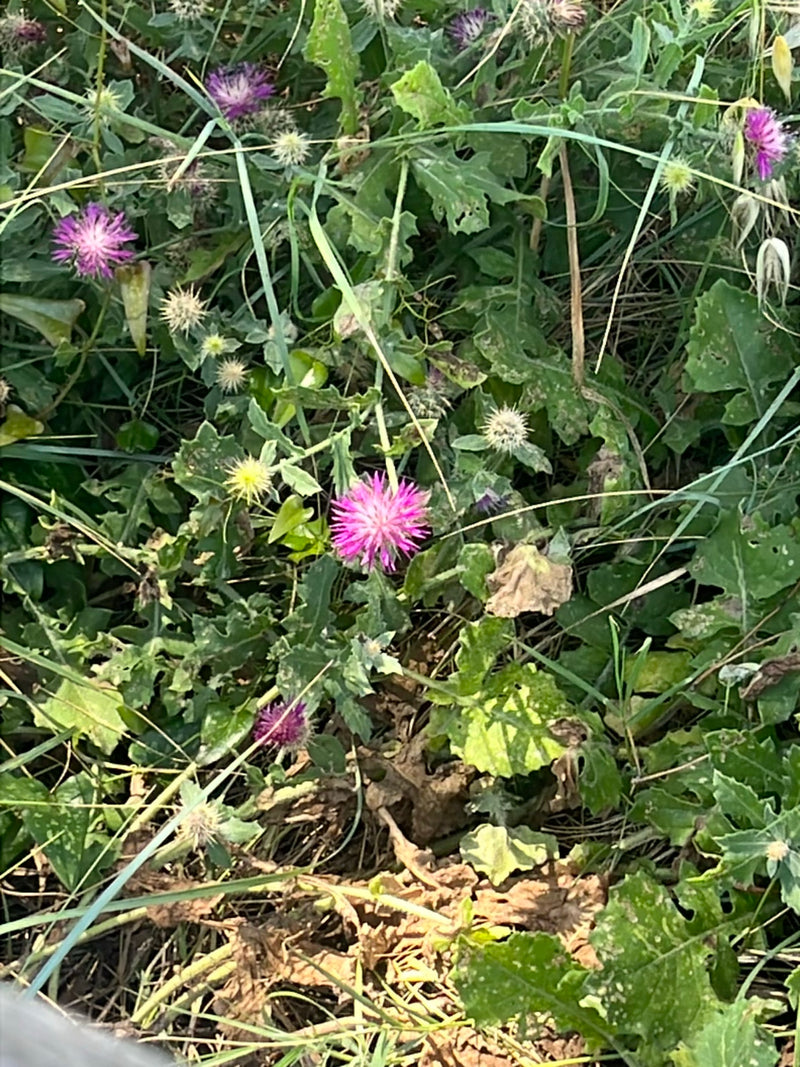 Zu sehen sind mehrere violette Blüten und gezähnte Blätter des Benediktenkrauts, die in einer Wiesenvegetation wachsen. Die Pflanzen befinden sich in der Blü...