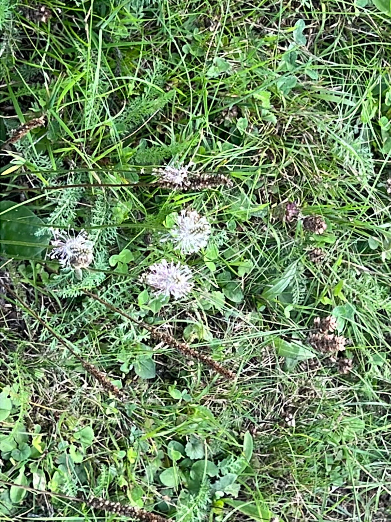 Berg-Sandrapunzel — Bild 1 von 3