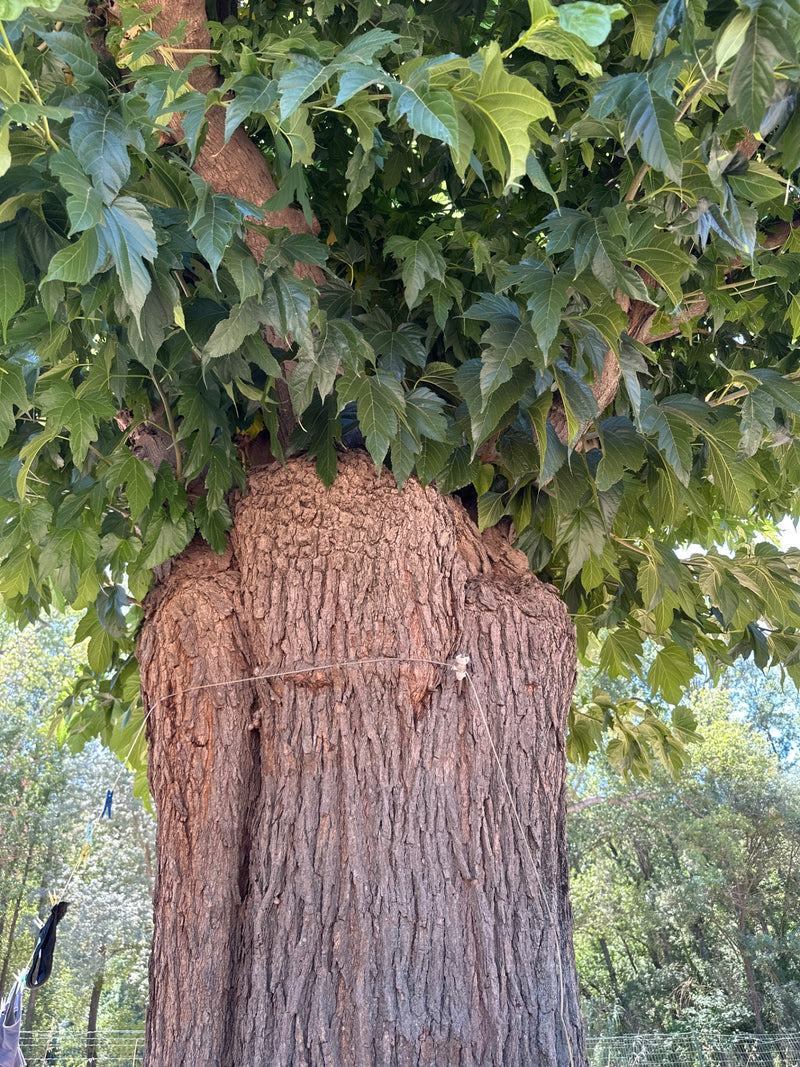 Zu sehen ist der dicke Stamm und die dichte Krone eines Berg-Ahorns mit charakteristischen grünen Blättern. Die Aufnahme zeigt den Baum von unten nach oben i...