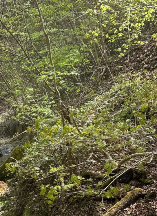 Berg-Ahorn — Bild 3