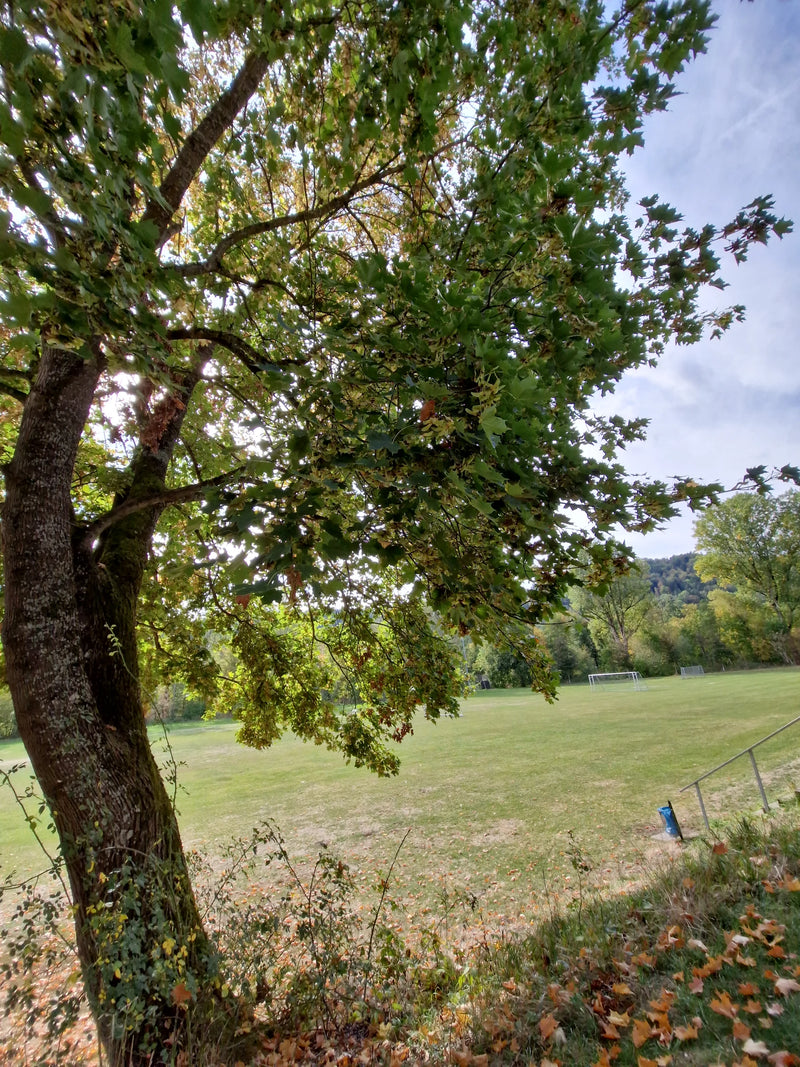 Ein Berg-Ahorn mit dichtem Blätterdach und zahlreichen Früchten steht am Rand einer Sportwiese.