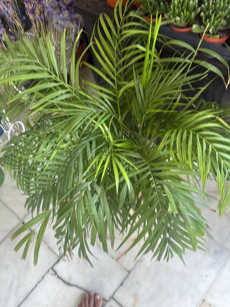 Bergpalme — Bild 2
