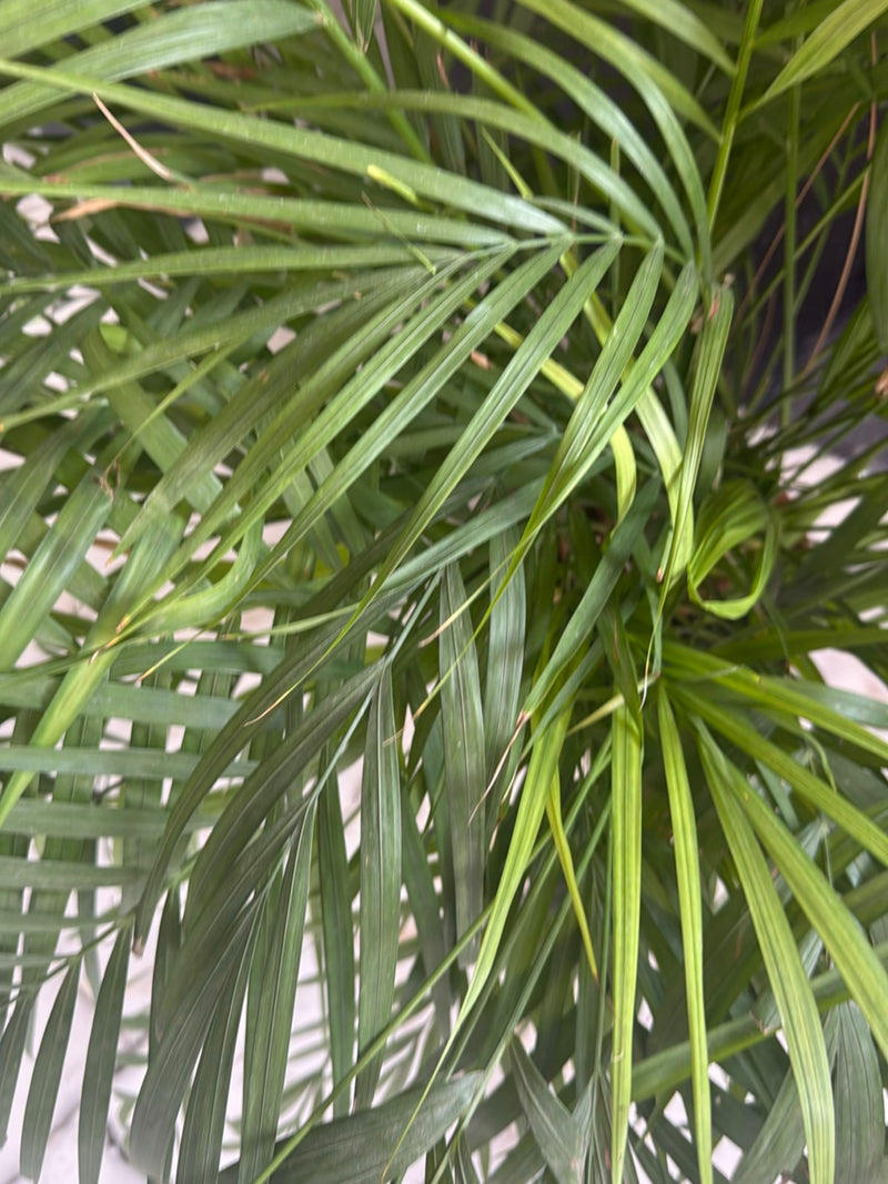 Bergpalme — Bild 3
