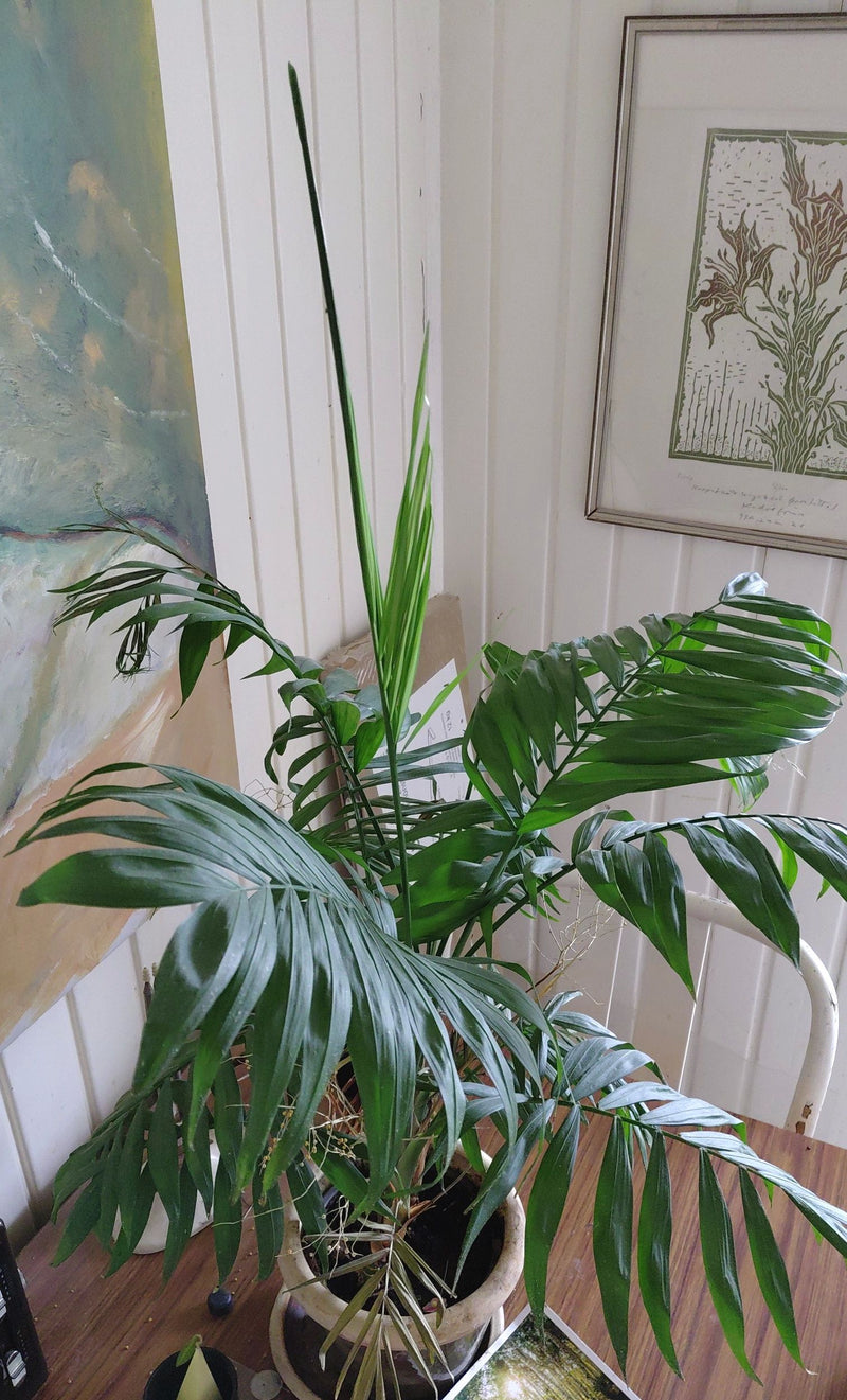Bergpalme — Bild 4